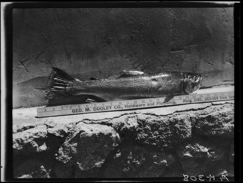 Trout and yardstick, Lake Arrowhead, 1929