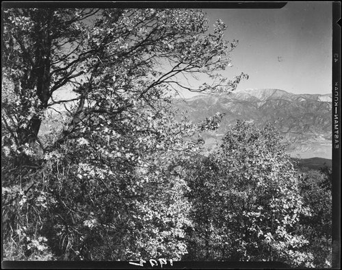 Trees and mountains, Riverside County, [1920-1939?]