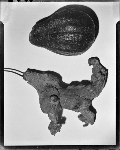 Avocados, normal and unusual forms, 1944