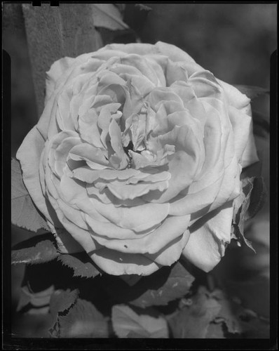 Rose in bloom, [1930s?]