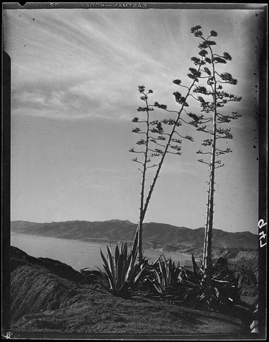 Agaves in bloom on Palisades Park cliffs, Santa Monica, 1925-1928