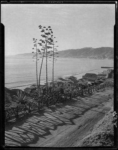 Agaves in bloom on Palisades Park cliffs, Santa Monica, 1925-1928