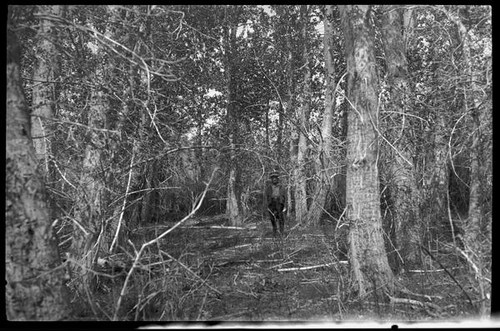 Man standing among trees, Mono County, [1929?]