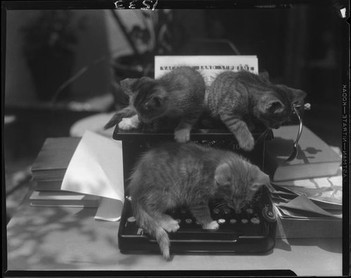 Kittens on typewriter