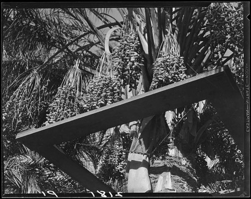 Date palm with harvesting platform, Indio, 1931-1948