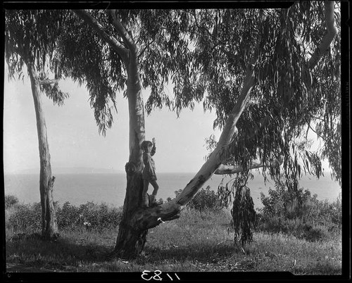 Child in eucalyptus tree, Pacific Palisades or Santa Monica, 1924