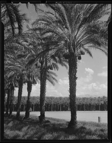 Date palm orchard, Indio or Palm Springs, 1931-1948