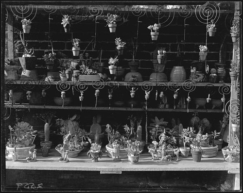 Potted succulents and cacti at merchant stand, Olvera Street, Los Angeles, 1931