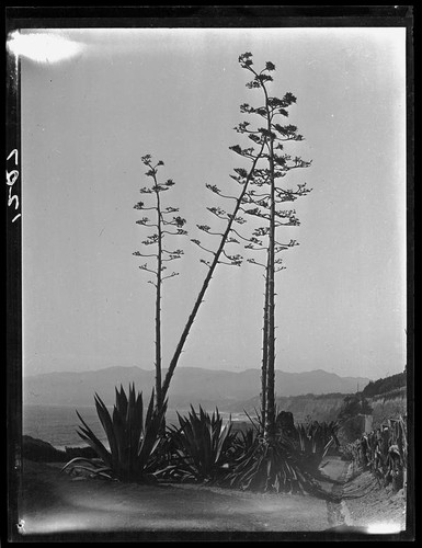 Agaves in bloom on Palisades Park cliffs, Santa Monica, 1928