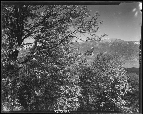 Trees and mountains, Riverside County, [1920-1939?]