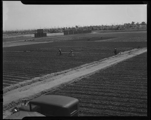 Farm workers in field, [1930s?]