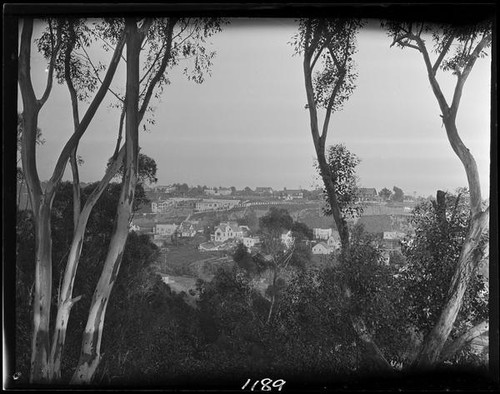 Eucalyptus trees on hillside, Pacific Palisades or Santa Monica, 1924