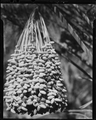 Dates hanging from date palm, Indio or Palm Springs, 1931-1948