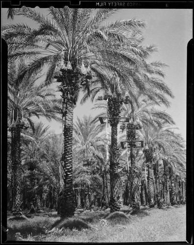 Date palm orchard, Indio or Palm Springs, 1931-1948