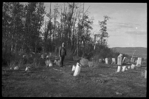 Man standing among trees and tree stumps, Mono County, [1929?]