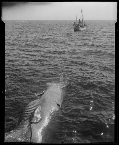 Whale carcass being towed by boat, [1920-1940?]