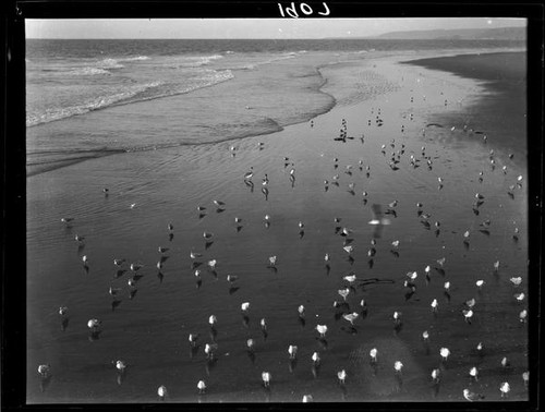 Birds in surf, Newport Beach, 1929