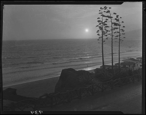 Agaves in bloom on Palisades Park cliffs, Santa Monica, 1925-1928