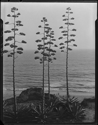 Agaves in bloom on Palisades Park cliffs, Santa Monica, 1925-1928