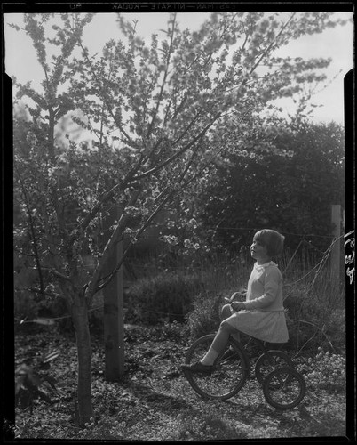 Adelaide Rearden posing on a tricycle next to a blossoming tree, Santa Monica, circa 1928