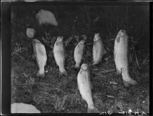 Trout on ground, Lake Arrowhead, 1929