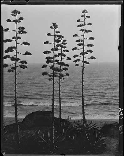 Agaves in bloom on Palisades Park cliffs, Santa Monica, 1925-1928