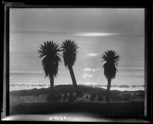 Palms, Santa Monica, 1929