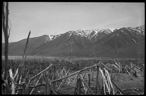 Damaged trees, Mono County, [1929?]