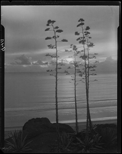 Agaves in bloom on Palisades Park cliffs, Santa Monica, 1925-1928