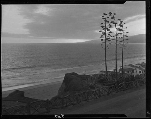 Agaves in bloom on Palisades Park cliffs, Santa Monica, 1925-1928