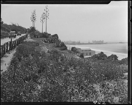 Agaves in bloom on Palisades Park cliffs, Santa Monica, 1925-1928