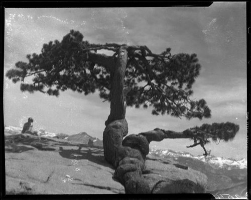 Young woman seated near twisted pine tree, Yosemite National Park, 1941