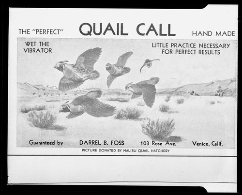 Advertisement for quail call, 1953
