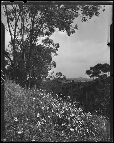 Eucalyptus trees and daisies, Pacific Palisades or Santa Monica, 1924