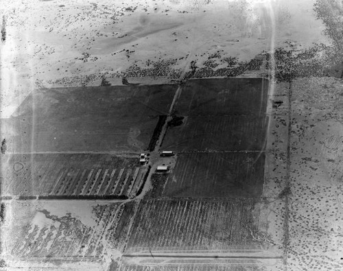 Date orchard aerial