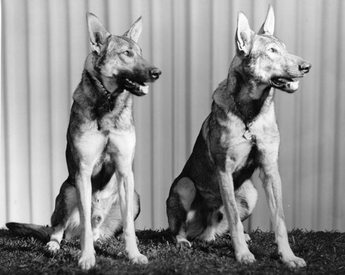 Two german shepherds