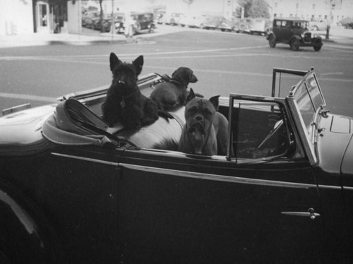 Dogs in a car, Beverly Hills