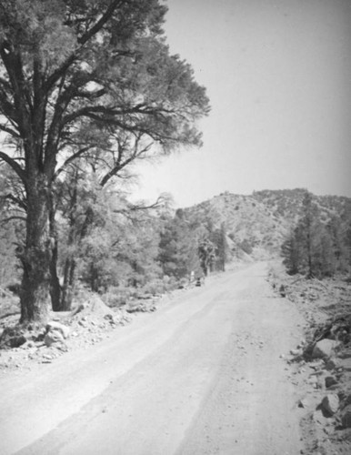 Oak and pine trees, Mojave Desert