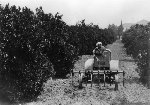 Orange orchard cultivation