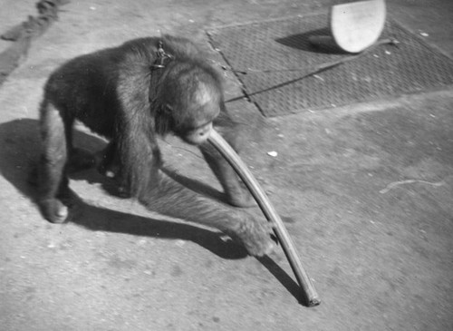 Chained orangutan at Monkey Island