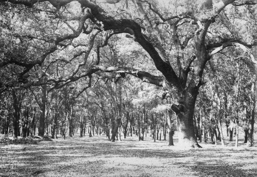 Oaks on Rancho Chico