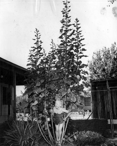 Hollyhock dwarfs Dotty