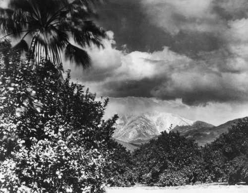 Orange groves and mountains