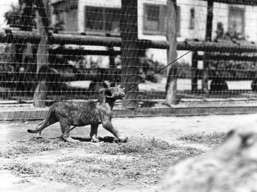 Playing with a stick, Gay's Lion Farm