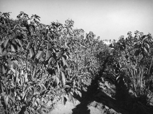 Poinsettias near Sunset Hills and Doheny