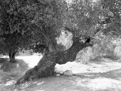 Oak in Placerita Canyon