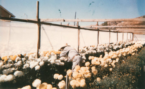 Flower ranch in Lake View Terrace — Calisphere