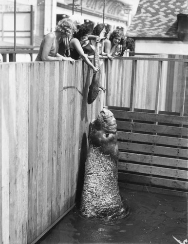 Women feeding sea elephant