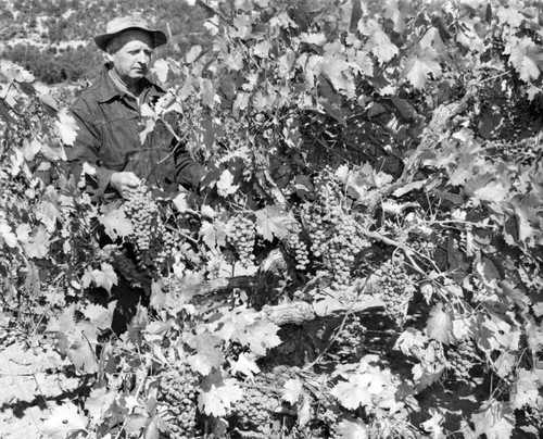 Grapes grow big in Antelope Valley