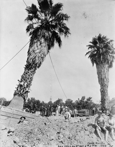 Palms on San Pedro Street